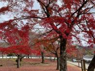 奈良公園の春日野園地という場所です...