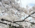 🌸桜が満開で､とても綺麗でした。