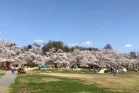 この公園は桜の時期がとても綺麗です！