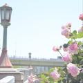 中之島公園へバラを見に行ってきた。...