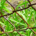 佐世保公園　きららパーク 