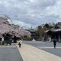 地元では桜で有名な公園です。