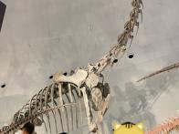 日本最大限の恐竜博物館