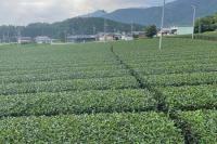 茶畑と鈴鹿山脈のコントラストが素敵...