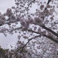 桜が満開になっていました🌸