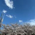 桜の季節の週末に行きました。