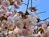 今年の桜🌸は、最高でした！今年は、...