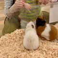 いきもの探検隊 OSC湘南シティ店
