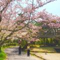 桜の満開時期には、とても綺麗ですよ。