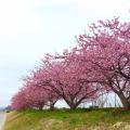 三月には、河津桜並木が見事です。