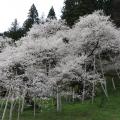 推定樹齢1100年の江戸彼岸桜