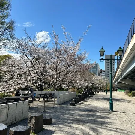 【ユーザ投稿】 桜の季節に行くと、高齢者が写生をし...