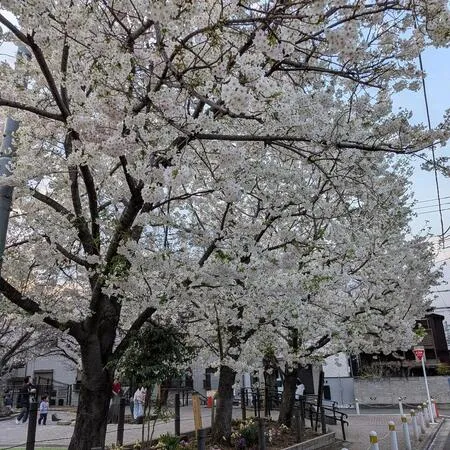【ユーザ投稿】 3月末ですが、桜が満開です。