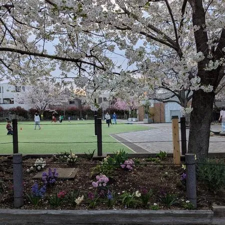 【ユーザ投稿】 3月末ですが、桜が満開です。