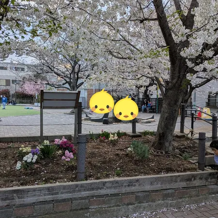 【ユーザ投稿】 3月末ですが、桜が満開です。