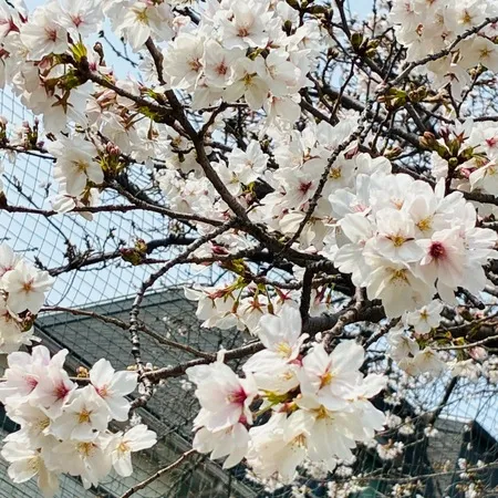 川沿いの桜の木の下ではレジャーシー...