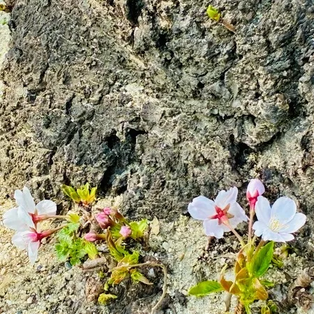 川沿いの桜の木の下ではレジャーシー...