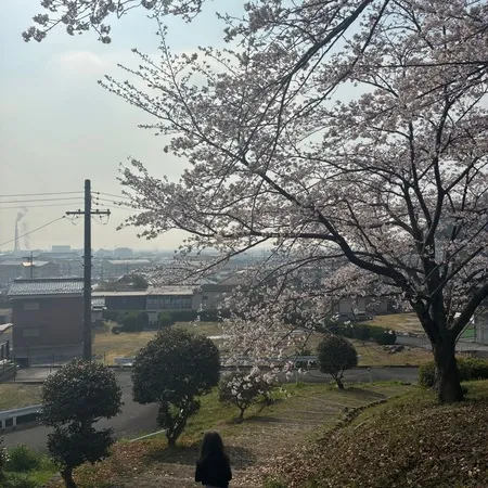 春は桜が綺麗な公園です。池を囲んで...