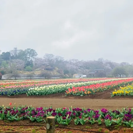 【サクラとウメとチューリップ🌷】