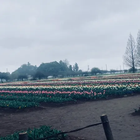 【サクラとウメとチューリップ🌷】