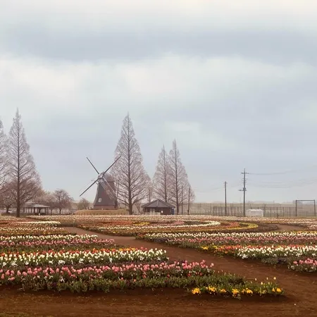 【サクラとウメとチューリップ🌷】