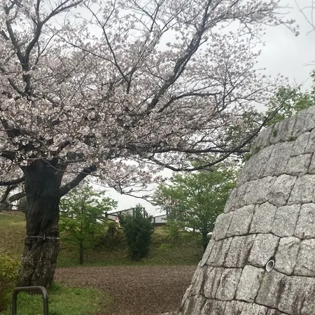 【サクラとウメとチューリップ🌷】