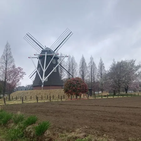 【サクラとウメとチューリップ🌷】