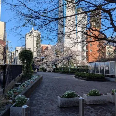 桜が綺麗で写真を撮りました。遊べる...