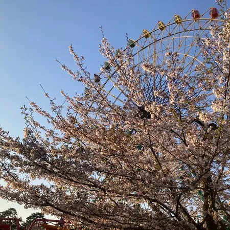 【YOASOBI… 遊園地🎡】