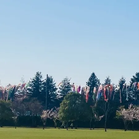 【サクラ🌸と、🎏鯉のぼり… さらに！】
