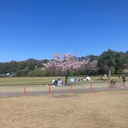 【サクラ🌸と、🎏鯉のぼり… さらに！】