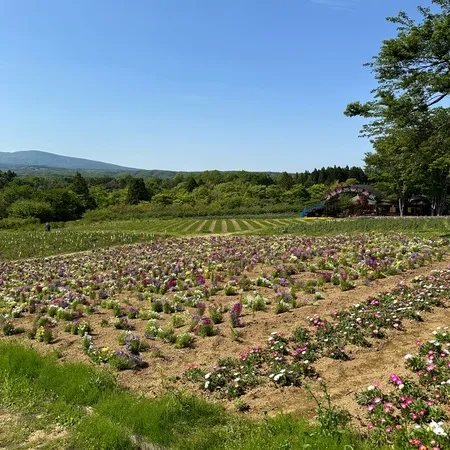 7割程度咲いていました。