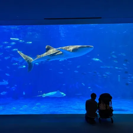 【ユーザ投稿】 地元の大好きな水族館🐠子どもが0〜...