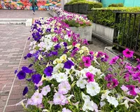 【ユーザ投稿】 目黒川沿いに広がる、目黒区民センタ...