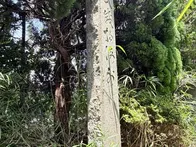 東郷平八郎が、長崎に来た。