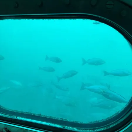 海の中のお魚に子どもは大興奮！海の...
