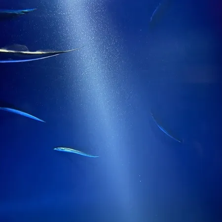 平日は大正解！空を飛ぶペンギンと「...