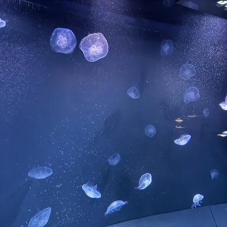 平日は大正解！空を飛ぶペンギンと「...