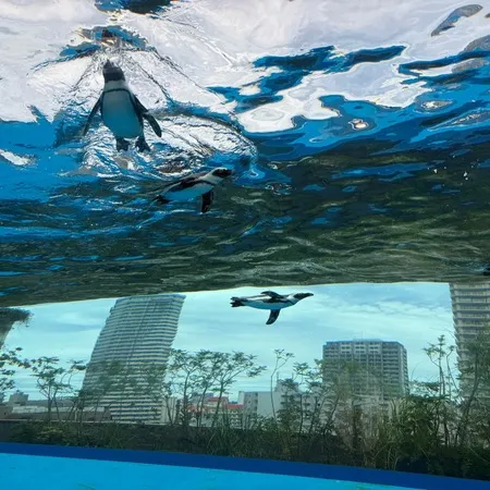 平日は大正解！空を飛ぶペンギンと「...