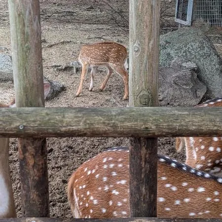子どもたちは動物園での鹿の餌やりが...