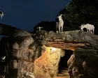 夜の動物園へ20時ギリギリ入園🦁ラ...
