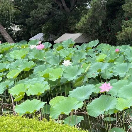 元