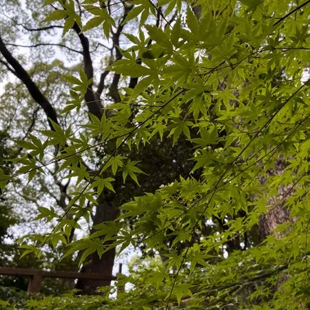 日本庭園がおすすめです。夏は滝から...