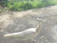 何度か沖縄を訪れていましたが、今回...