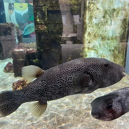 子どもの目線の水族館！