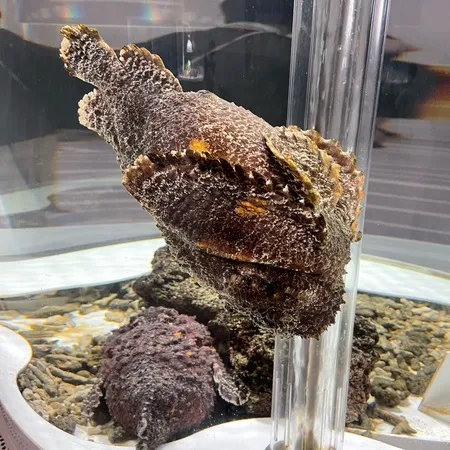 子どもの目線の水族館！