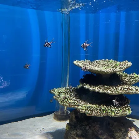 子どもの目線の水族館！