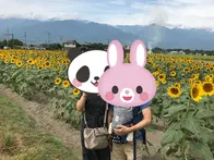 夏になると、向日葵畑がきれいです。