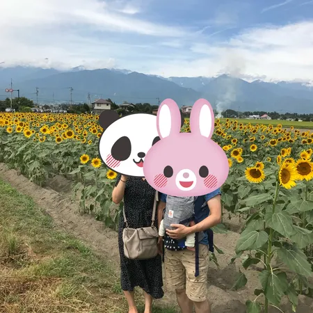 夏になると、向日葵畑がきれいです。