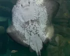 広島県旅行先で行った宮島水族館🐟